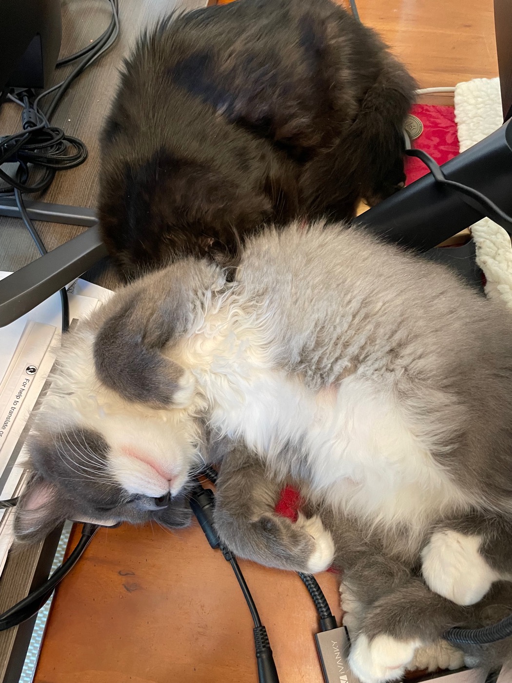 Two kittens, one black and one gray and white, asleep together on a cluttered desk surrounded by cables near a computer monitor