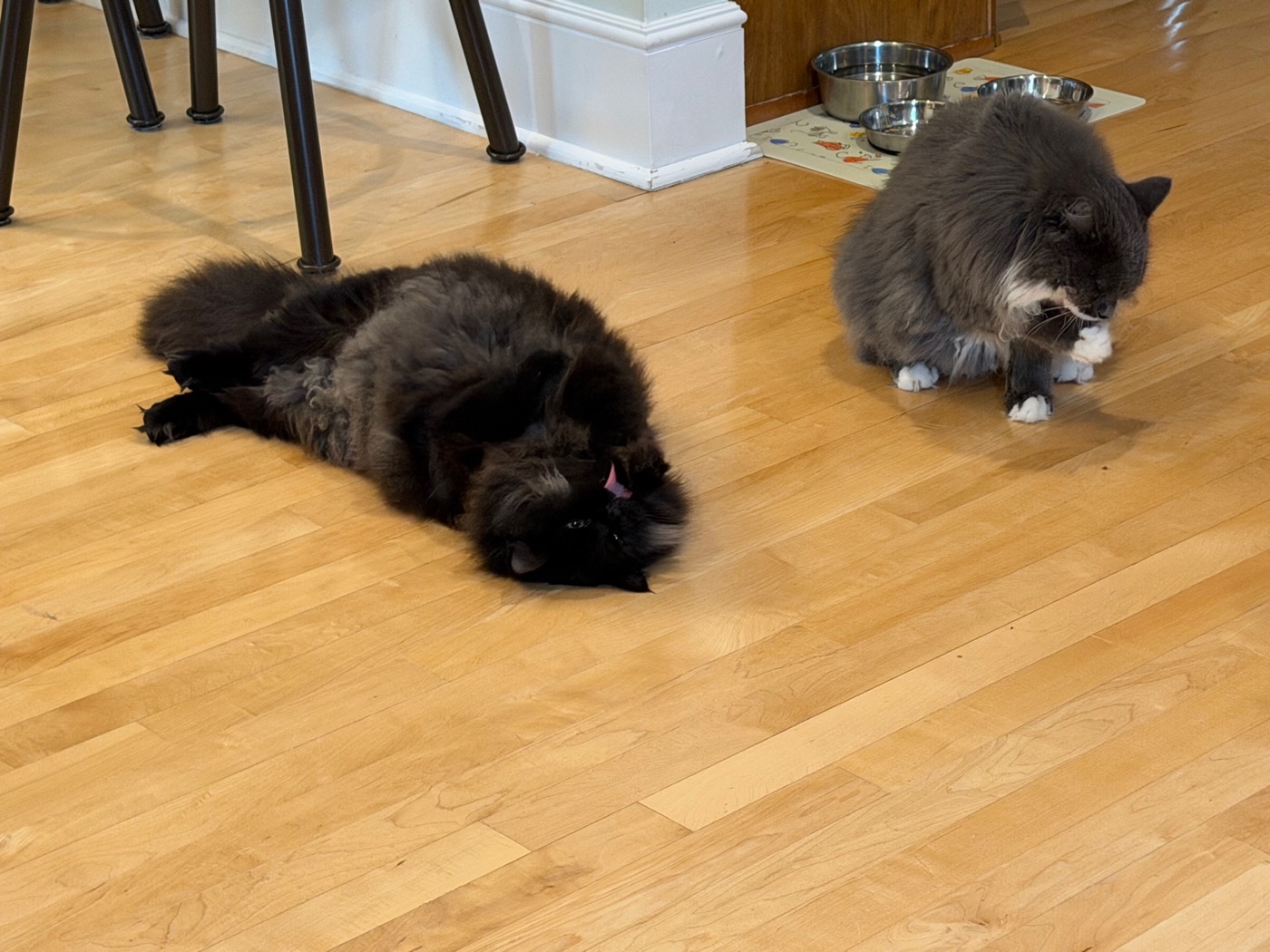 Black cat sprawled on a hardwood floor mid-groom with tongue out, a gray and white cat sitting upright nearby washing a raised paw, food and water bowls visible in the background