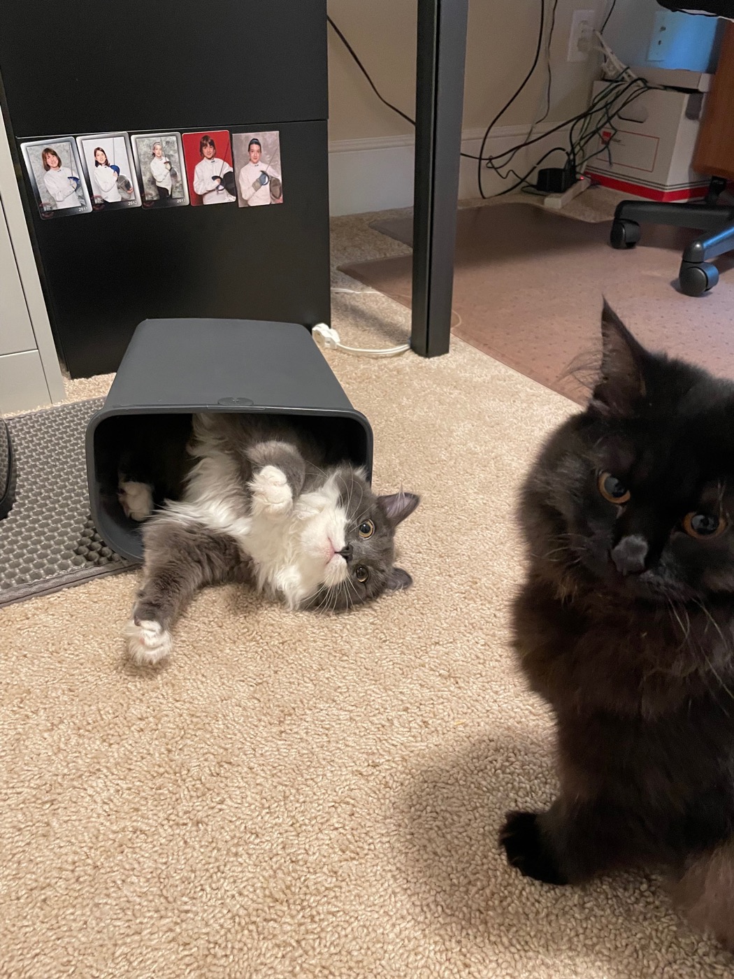 Gray and white cat lying on its back inside a gray plastic waste bin with paws in the air, a black cat's face close to the camera in the foreground, a filing cabinet in the background