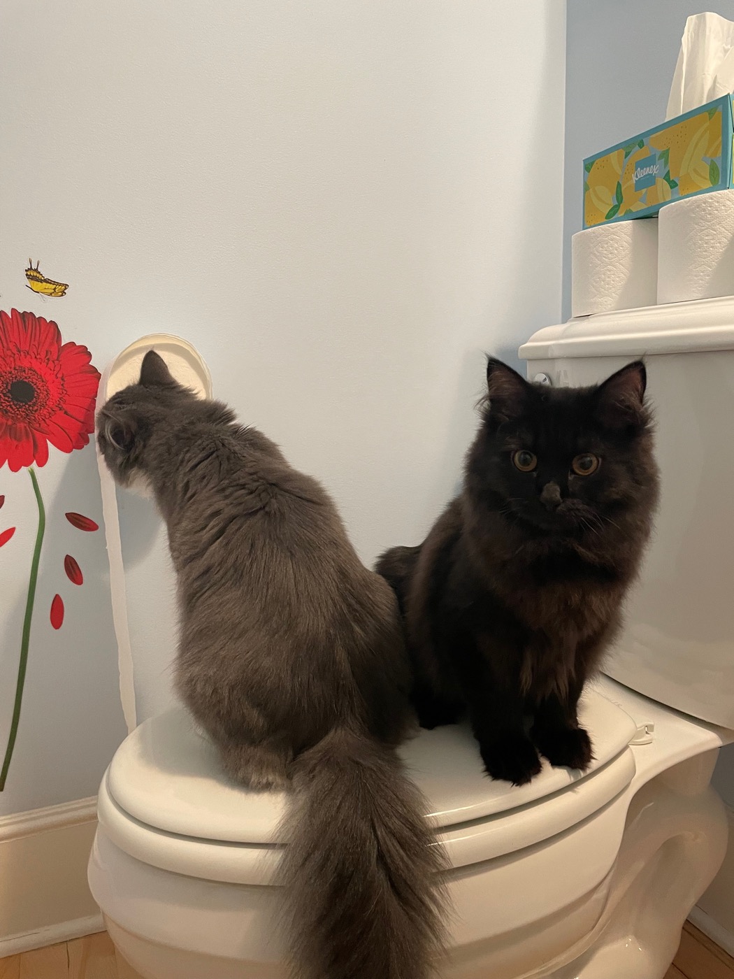 Gray and white cat sniffing a roll of toilet paper while perched on a closed toilet lid, a black cat sitting beside it staring at the camera