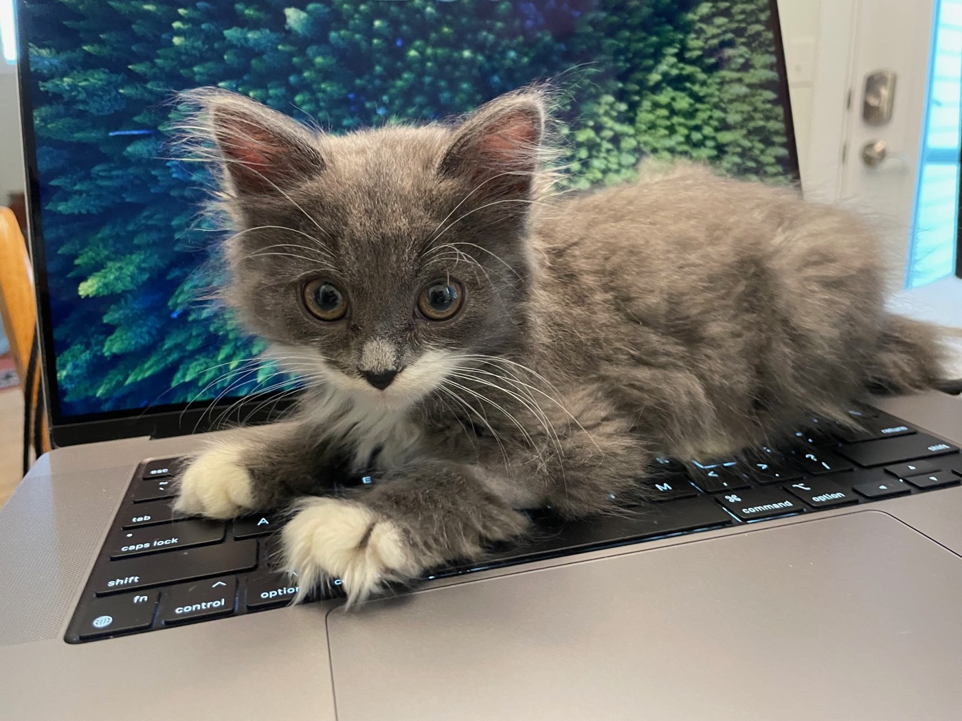 Gray and white kitten with big eyes lying across a laptop keyboard
