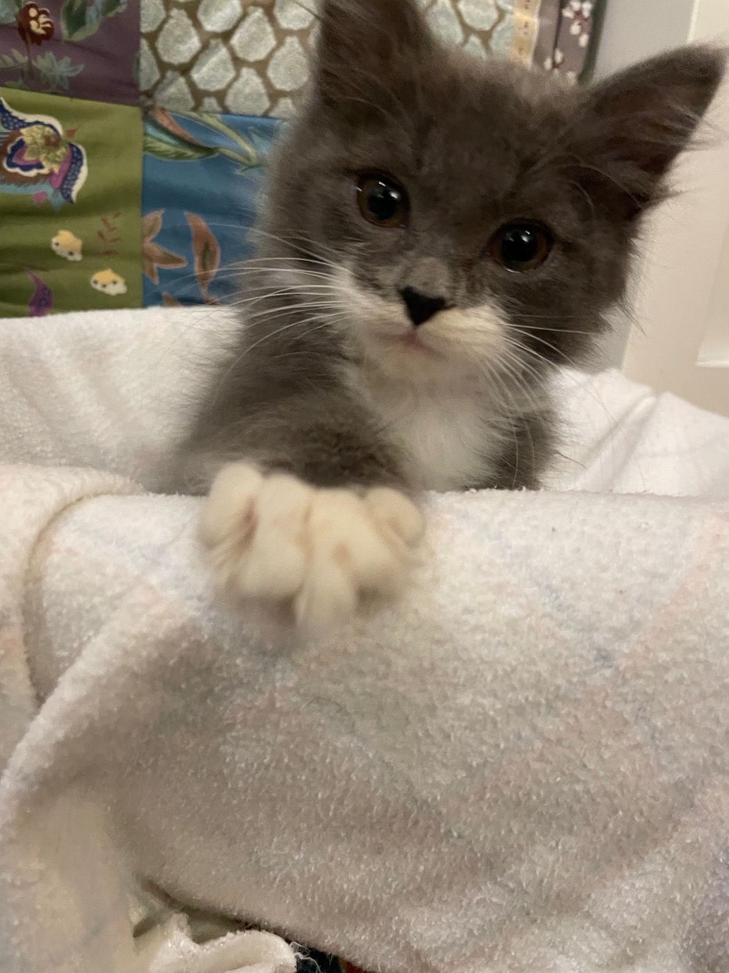 Gray and white kitten reaching one paw toward the camera from a folded quilt