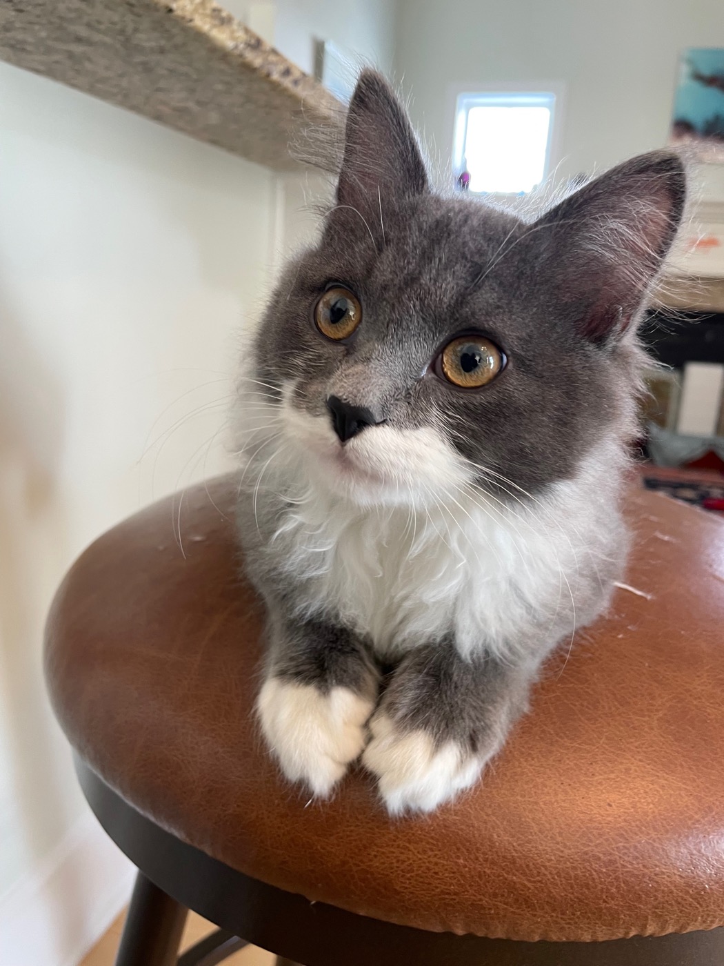 Young gray and white cat sitting upright on a leather stool, paws together, looking up