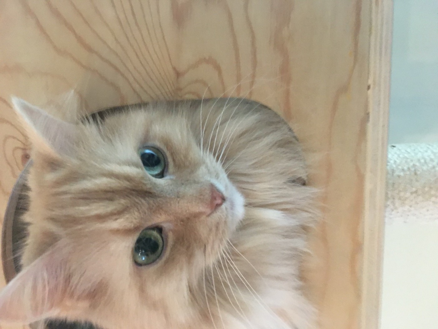 Pale cream cat peering down out of a wooden cat-tree cubby