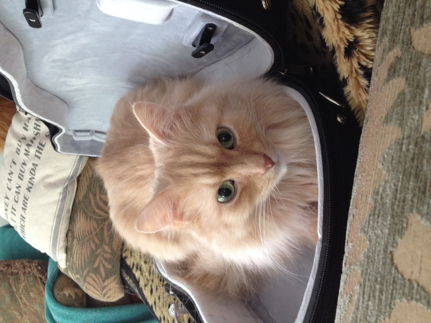 Pale cream cat sitting inside an open instrument case, looking up at the camera