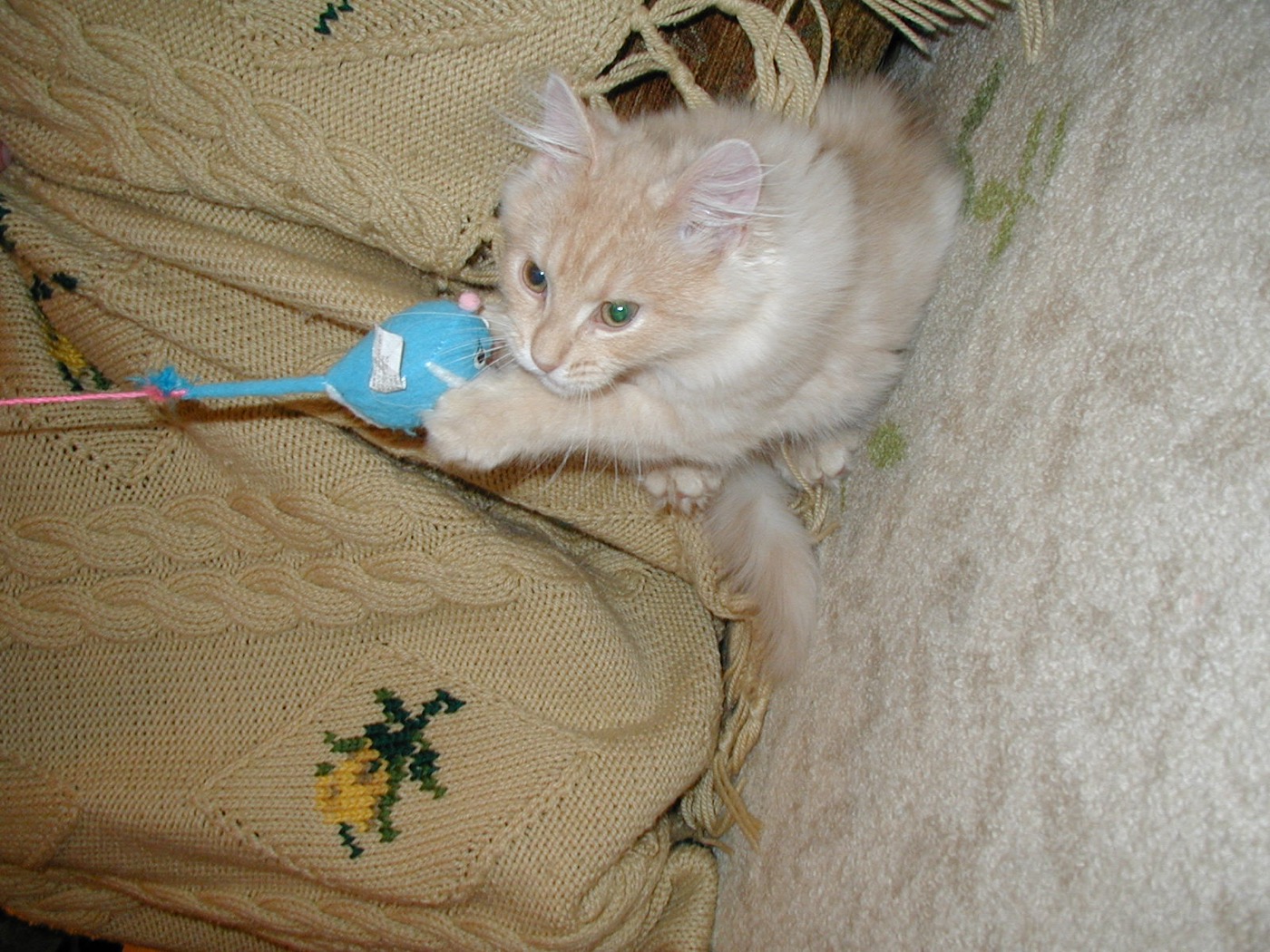 Pale cream kitten with green eyes gripping a small blue toy mouse on a sweater