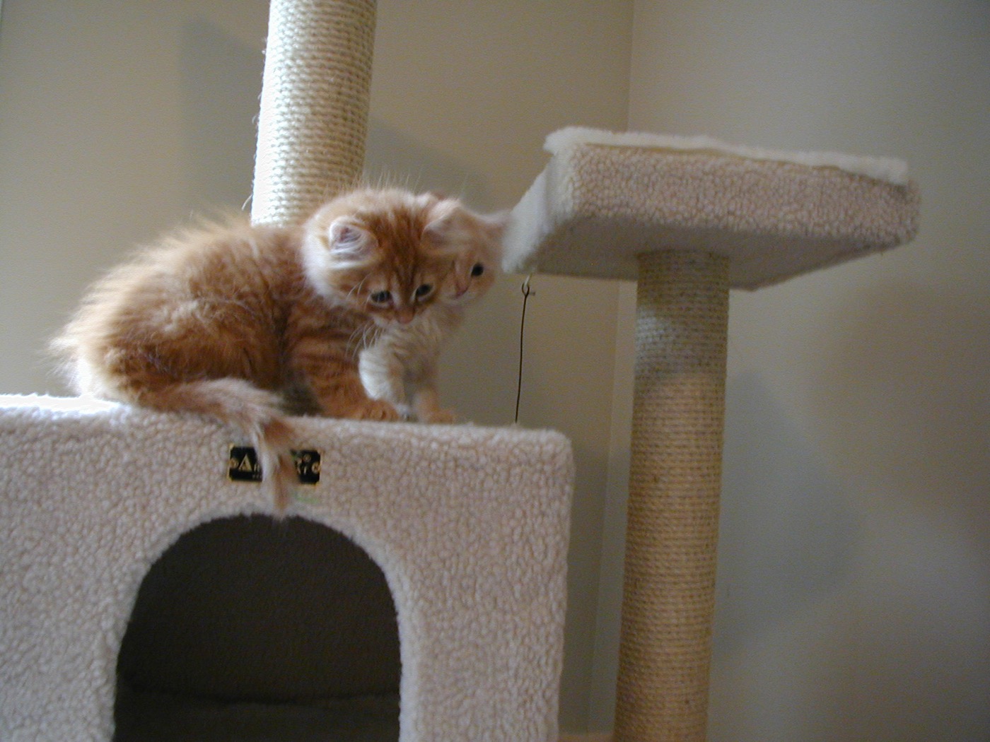 Ginger kitten with wide blue eyes perched on top of a cat tree cubby