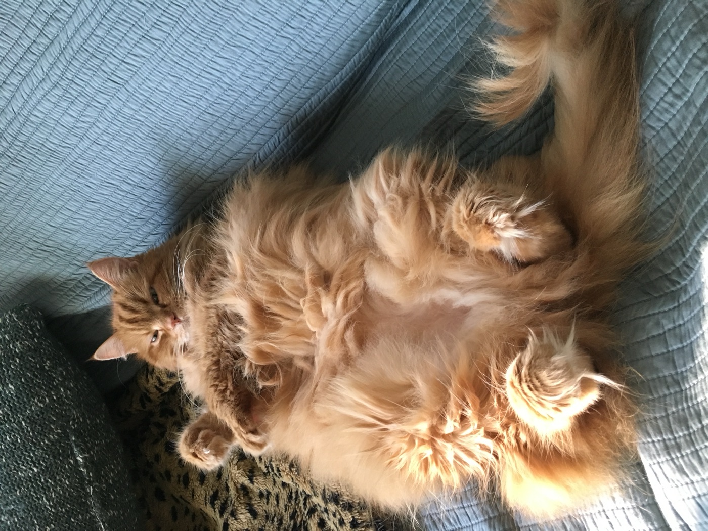 Fluffy ginger cat stretched out belly-up in a sunny spot on the couch