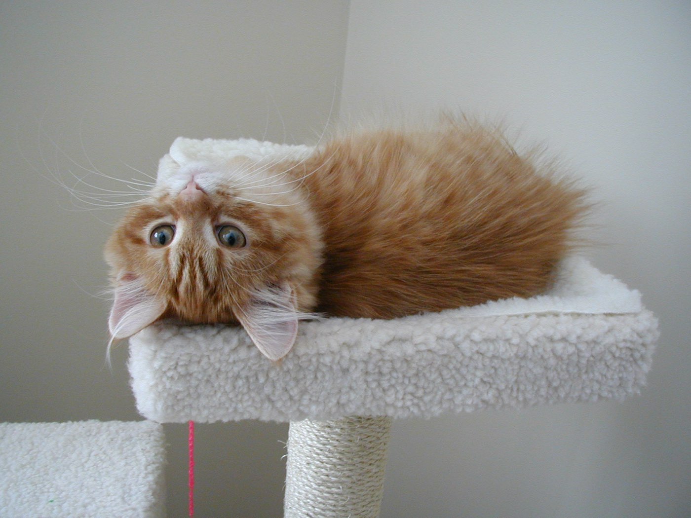 Paradox, a fluffy ginger cat