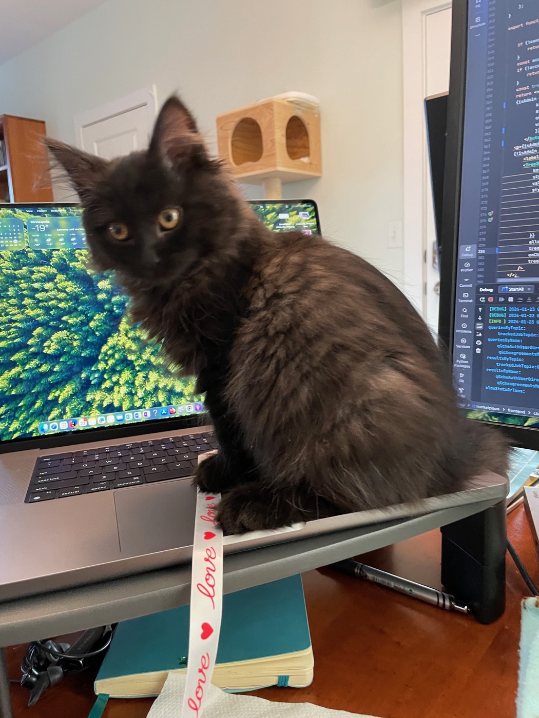 Small black kitten with gold eyes sitting on a laptop keyboard, a white ribbon printed with the word love trailing from under her paws