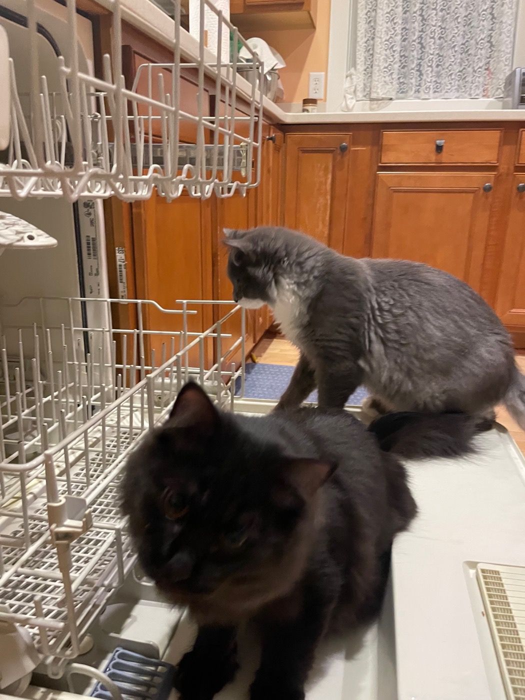Black cat perched on the open dishwasher door while a gray cat inspects from the counter