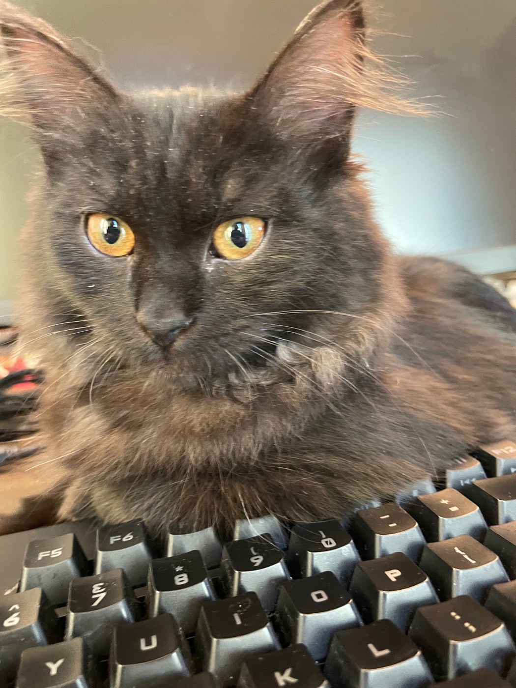 Black long-haired cat with gold eyes staring over a computer keyboard