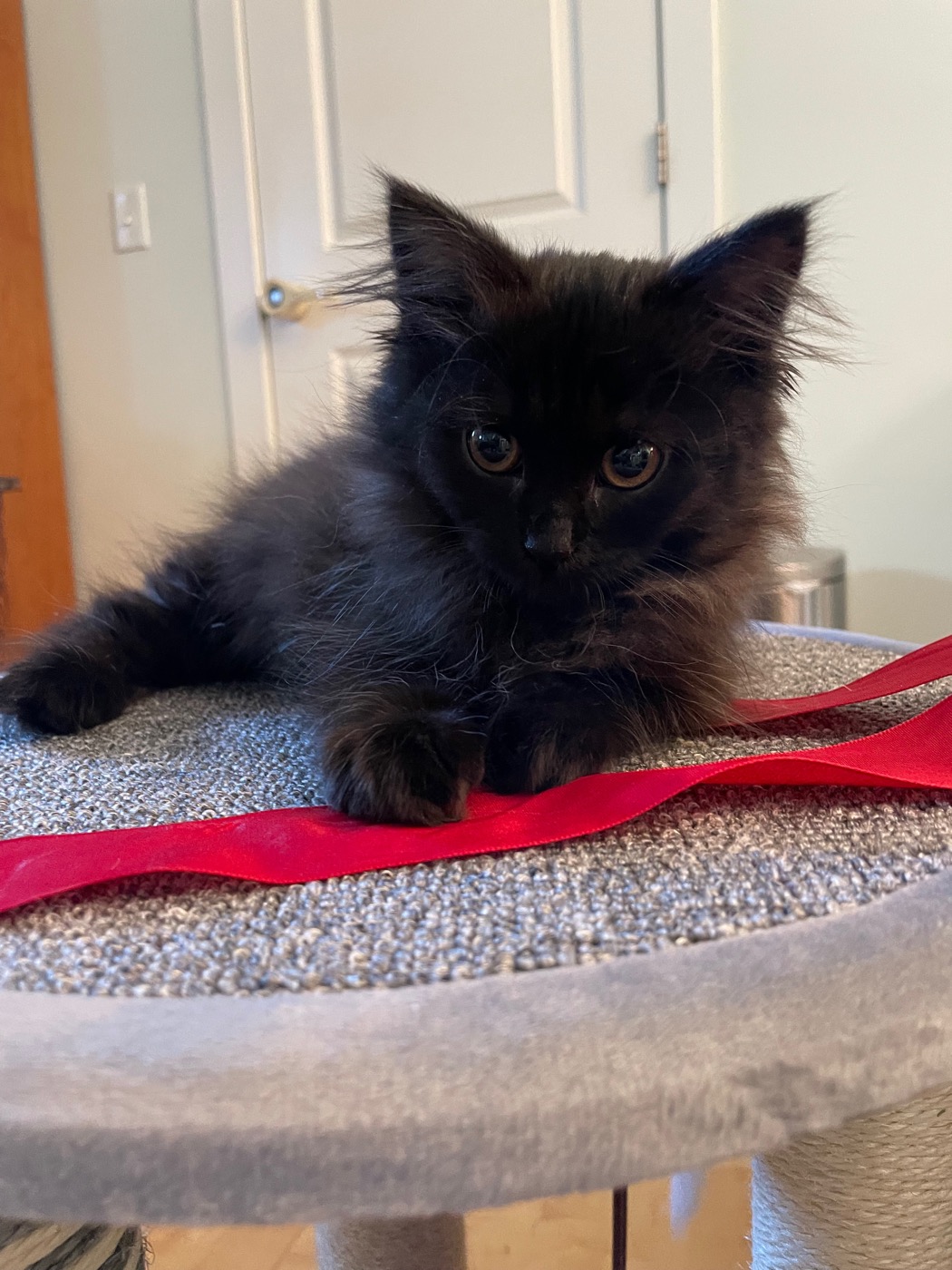 Black kitten with gold eyes sitting alert on a cat tree platform beside a length of red ribbon