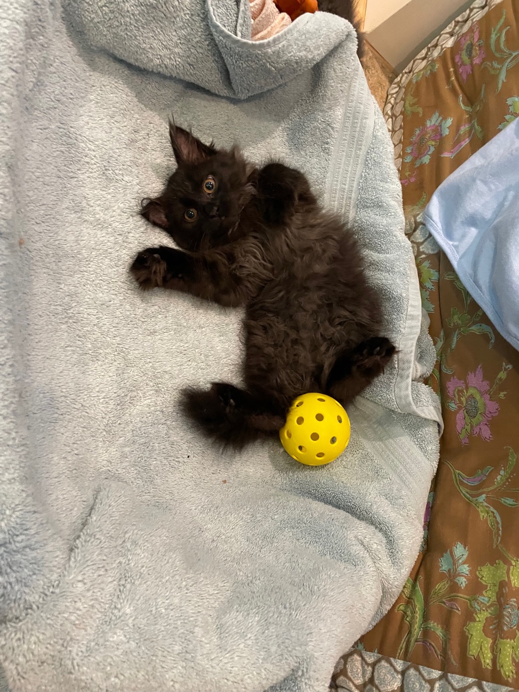 Small black kitten on her back on a blue towel in a basket bed, legs akimbo, a yellow pickleball between her hind feet, gold eyes on the camera