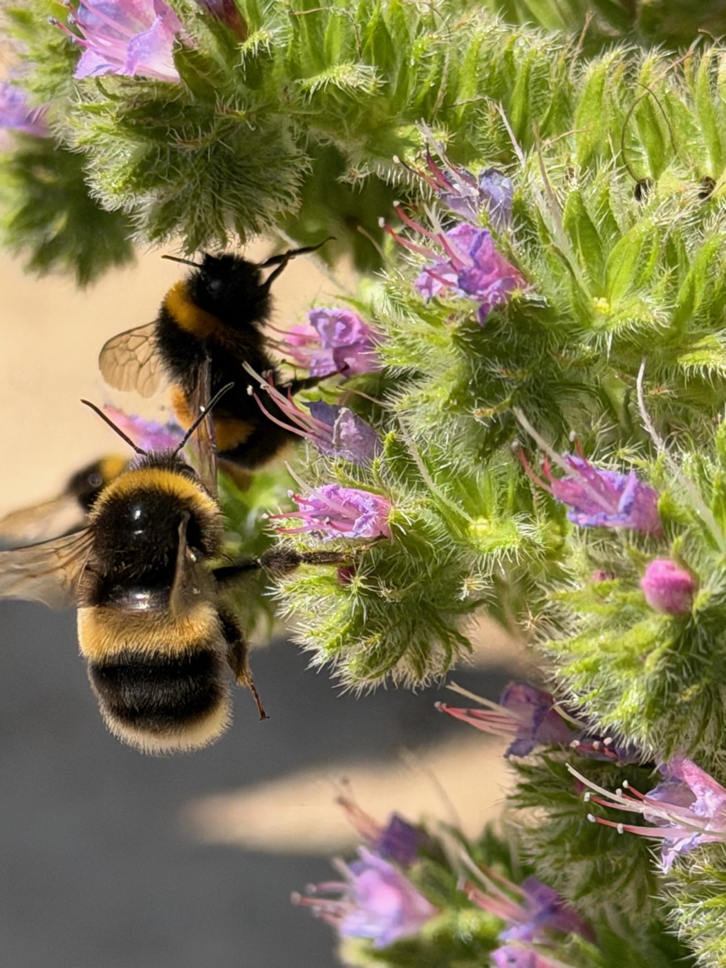 Two bumblebees working the purple flowers of a tall spike, photographed close up