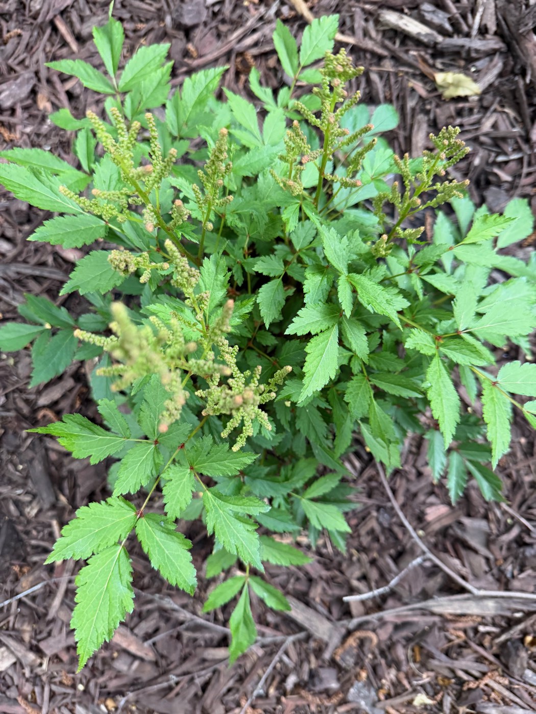 A newly planted astilbe with fern-like leaves and early flower plumes, in a mulched garden bed