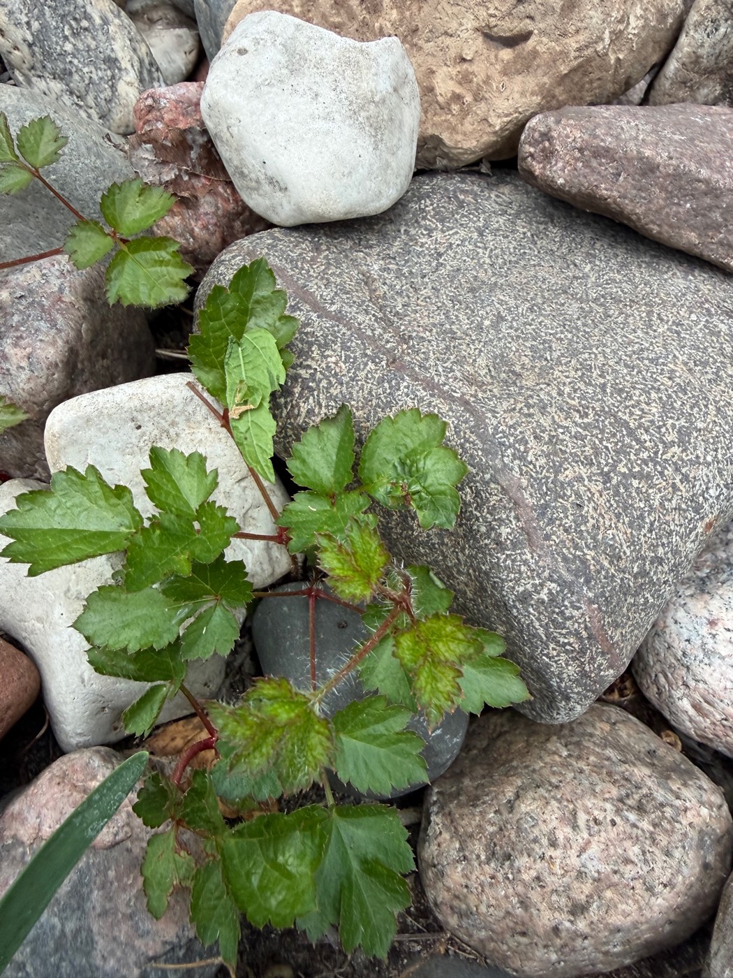 Astilbe foliage growing up between river rocks, having survived being mistaken for a weed