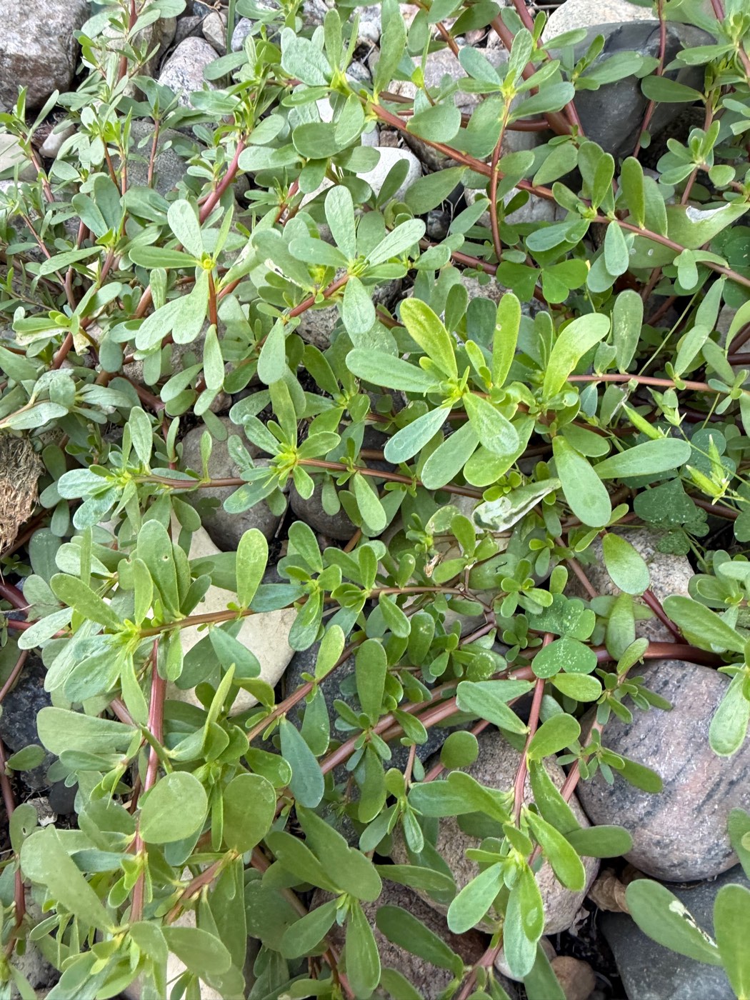 Low, sprawling purslane with reddish stems and smooth fleshy paddle-shaped leaves, growing among river rocks