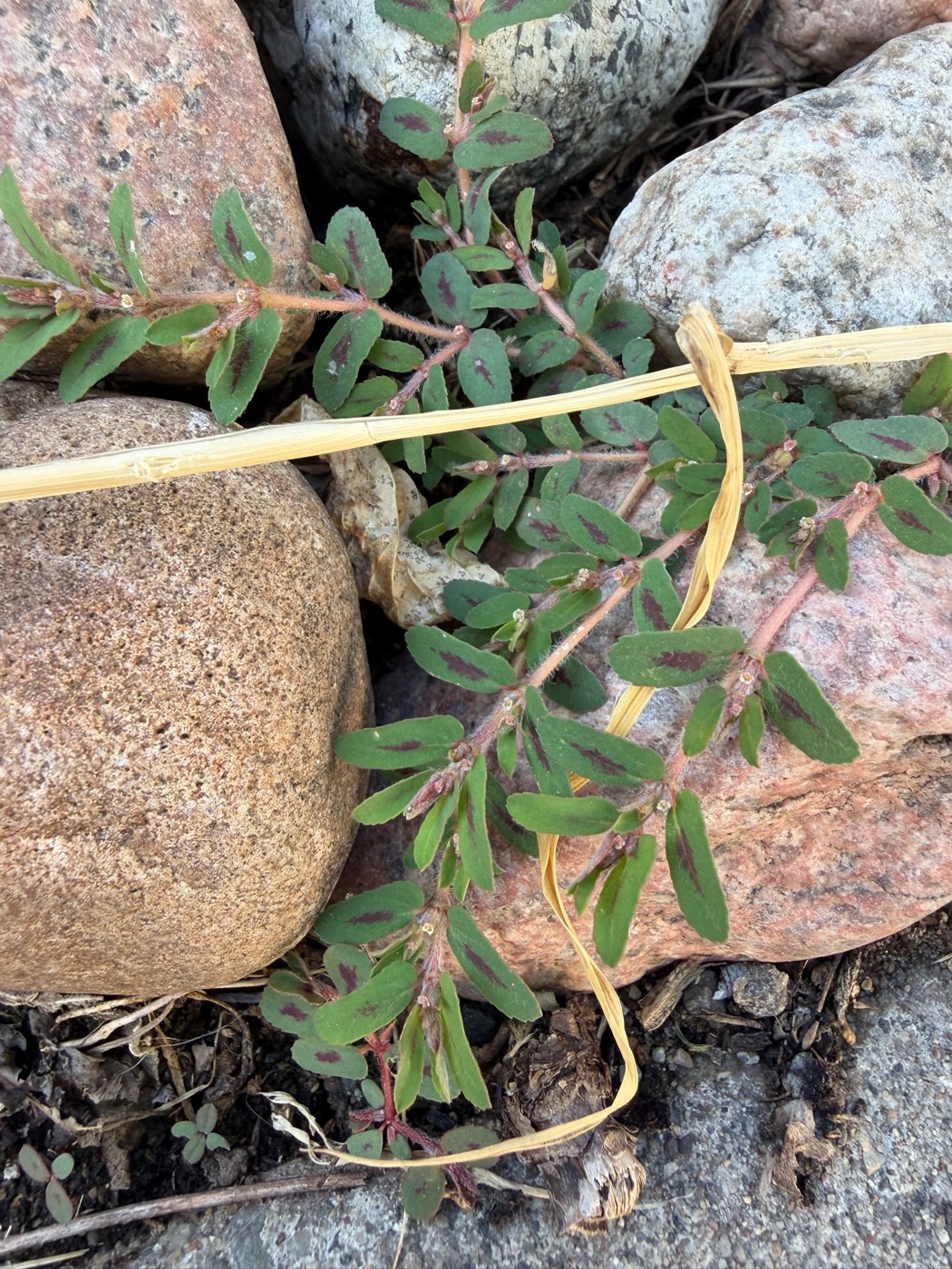 Low, sprawling spurge with reddish stems and small oval leaves marked with a dark purple blotch, growing among river rocks
