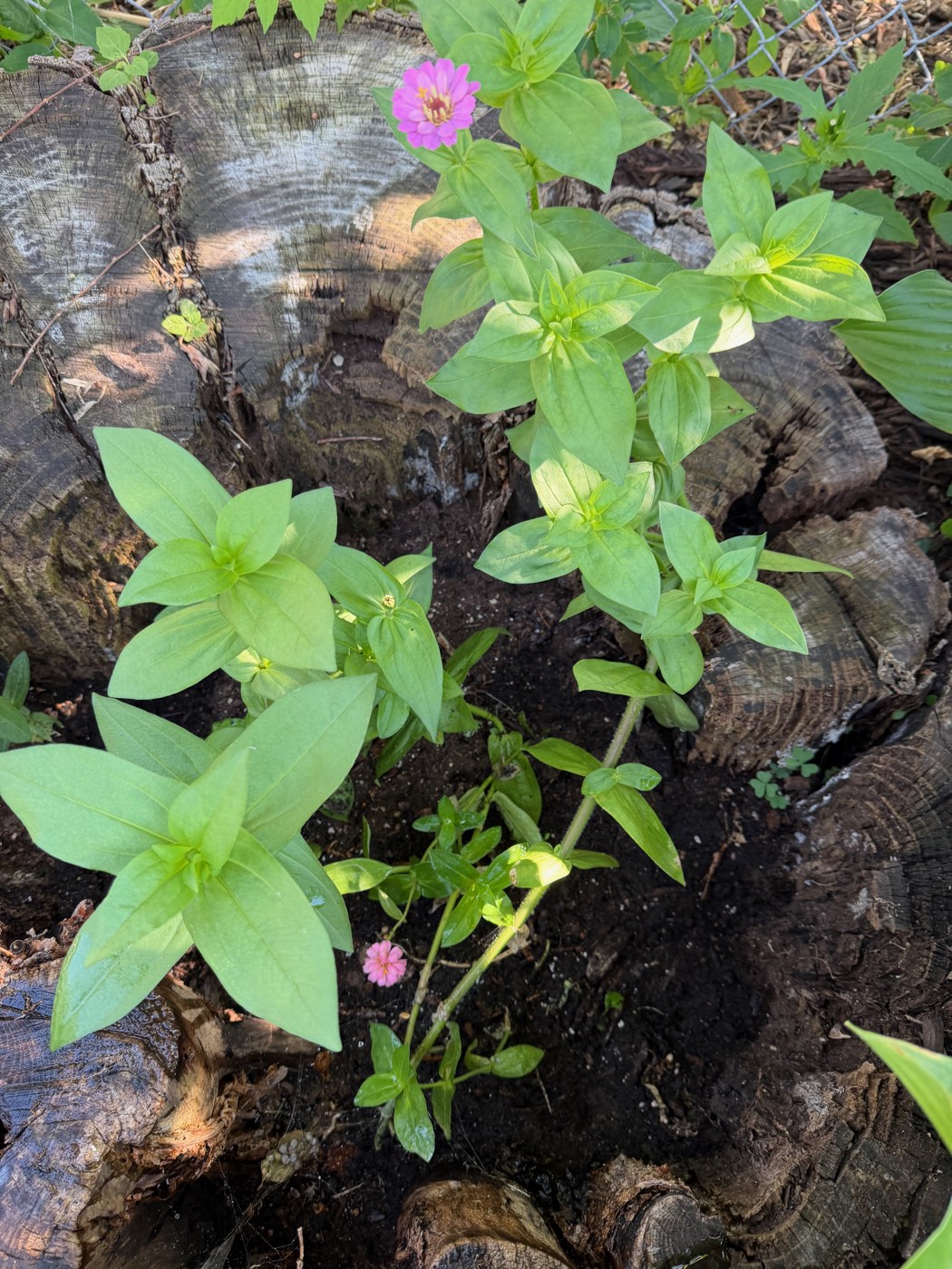 Pink zinnia flowers growing directly out of an old tree stump